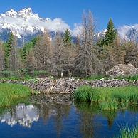 Amerikaanse beverdam and beverburcht (Castor canadensis) Grand Teton NP, Wyoming, USA
<BR><BR>Zie ook www.arterra.be</P>